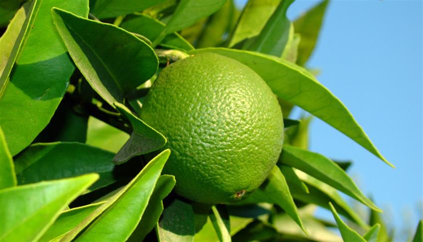 Olio essenziale di Bergamotto, pregi e virtù Olio essenziale di Bergamotto, pregi e virtù